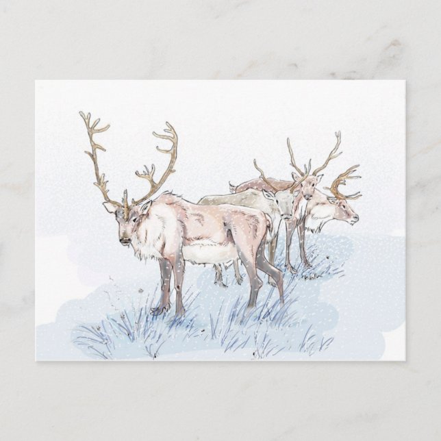 Wiedereinsetzen in die Schneeballkarte Postkarte (Vorderseite)