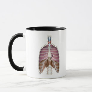 Wiedergabe 3d des Atmungssystems Tasse