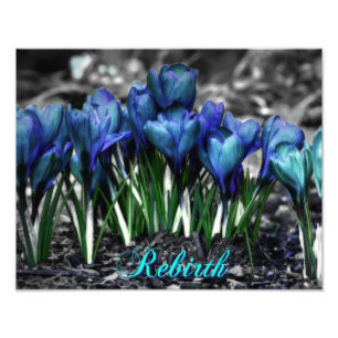 Wiedergeburt Aqua-der blauen Krokus-Blüte Fotodruck