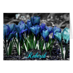 Wiedergeburt des Aqua Blue Crocus Blooms