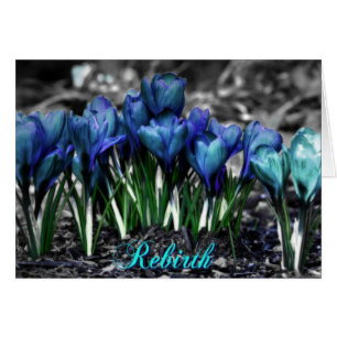 Wiedergeburt des Aqua Blue Crocus Blooms