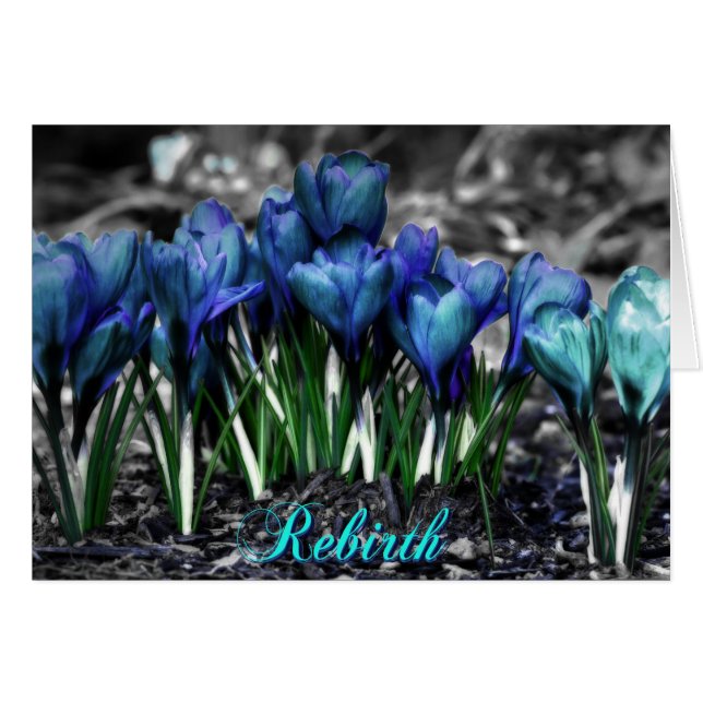 Wiedergeburt des Aqua Blue Crocus Blooms (Vorderseite (Horizontal))