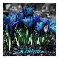 Wiedergeburt des Aqua Blue Crocus Blooms