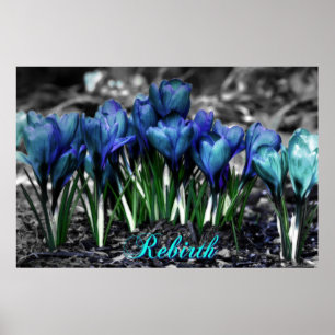 Wiedergeburt des Aqua Blue Crocus Blooms Poster