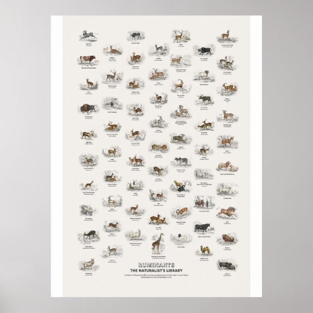 Wiederkäuer - Naturalist's Library Poster (Vorne)