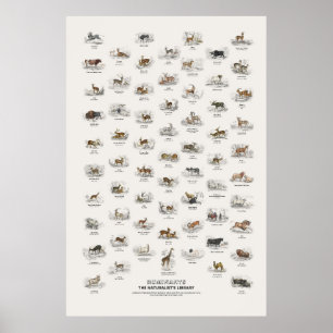 Wiederkäuer - Naturalist's Library Poster