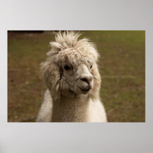 WIENNA WIEN ÖSTERREICH AUSTRIA ALPAKA LAMA ANIMAL POSTER