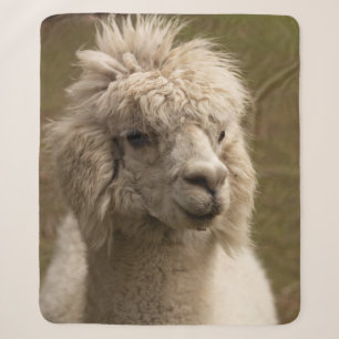 WIENNA WIEN ÖSTERREICH AUSTRIA ALPAKA LAMA ANIMAL SHERPADECKE