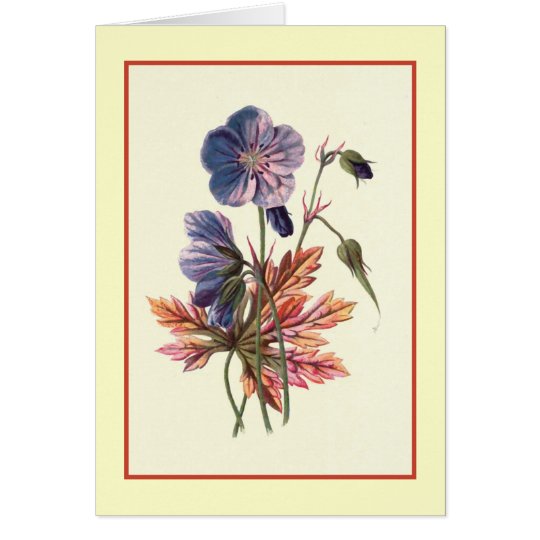 "Wiese Cranesbill" botanische Illustration Karte