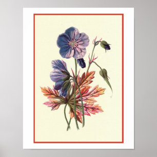 "Wiese Cranesbill" botanische Illustration Poster