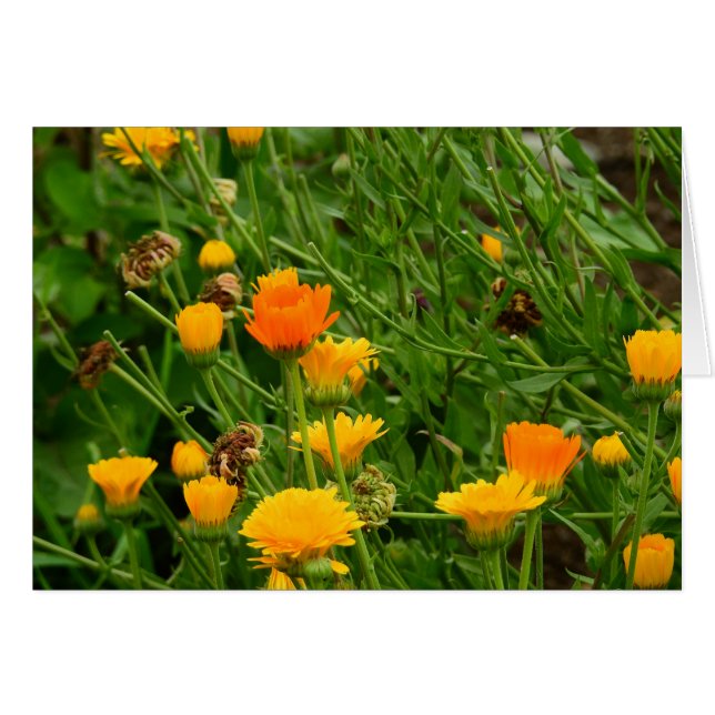 Wiese in Maine (Vorderseite (Horizontal))