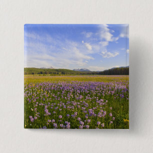 Wiese mit Penstemon-Wildblumen in der 2 Button