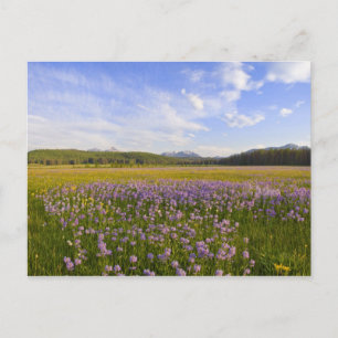 Wiese mit Penstemon-Wildblumen in der 2 Postkarte