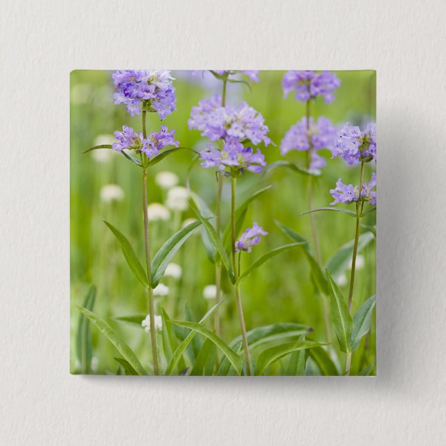 Wiese mit Penstemon-Wildblumen in der Button (Vorderseite)