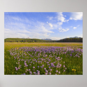 Wiese mit Penstemon-Wildblumen in der Poster