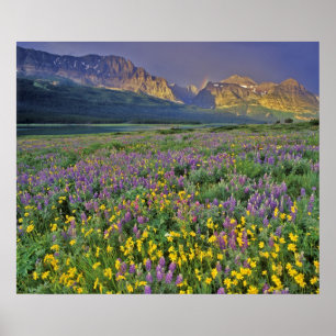 Wiese mit Wildblumen im Many Glacier Poster