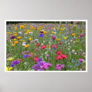 Wiese mit Wildblumen Poster