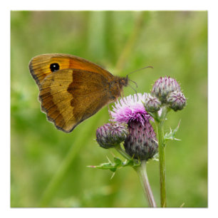 Wiesen-Brown-Schmetterling Poster