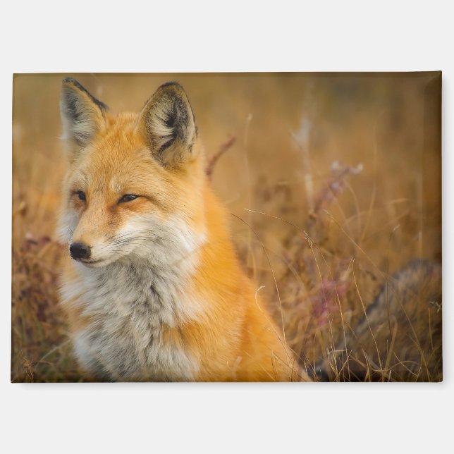 Wiesen-Fuchs-Magnet Magnet (Vorderseite)