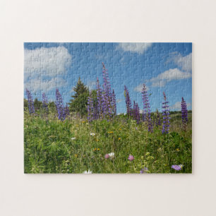 Wiesen mit Lupinen