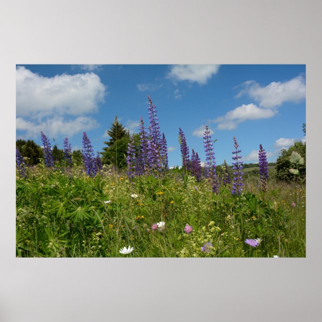Wiesen mit Lupinen Poster (Vorne)