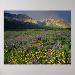 Wiesenblumen füllen die Wiese am See Poster