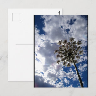 Wiesenkerbel unter bewölktem Himmel Postkarte