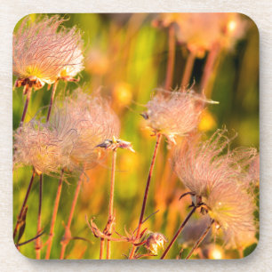 Wiesenrauch-Wildblumen im Espenhain Getränkeuntersetzer