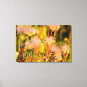 Wiesenrauch-Wildblumen im Espenhain Leinwanddruck