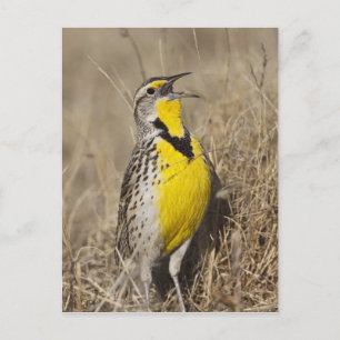 Wiesenstärling (Sturnella neglecta) Postkarte