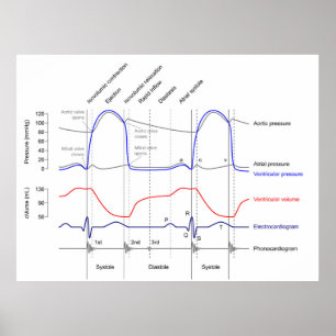 Wiggers Diagramm Kardiakzyklische Ereignisse verla Poster