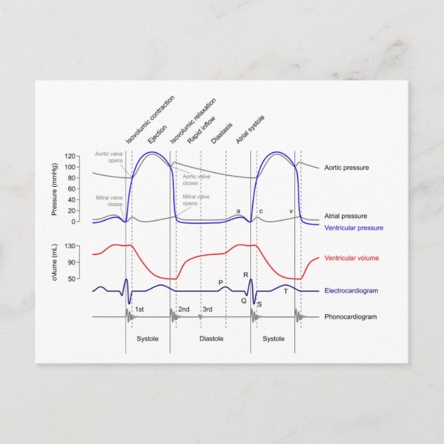 Wiggers Diagramm Kardiakzyklische Ereignisse verla Postkarte (Vorderseite)