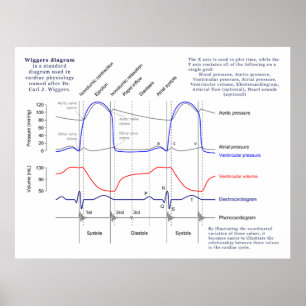 Wiggers-Diagramm Poster