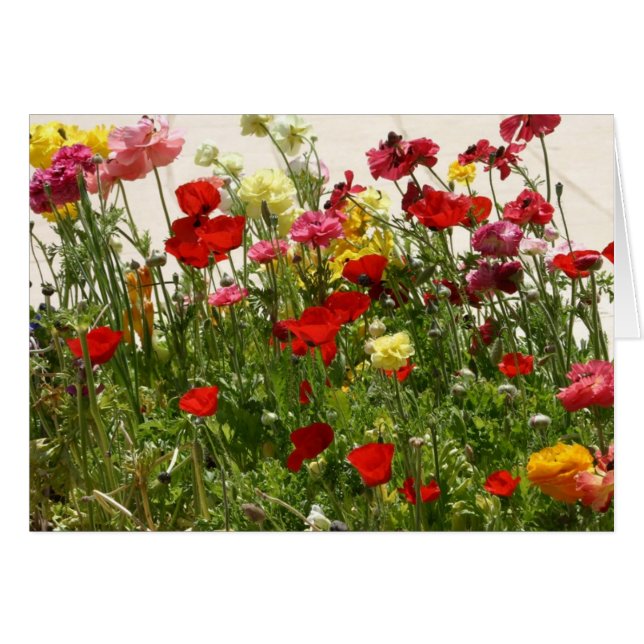 Wild (Vorderseite (Horizontal))