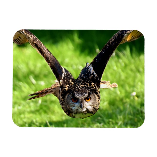 Wild-Adler-Owl im vollen Flug Magnet (Horizontal)