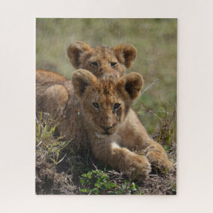Wild African Lion Cubs