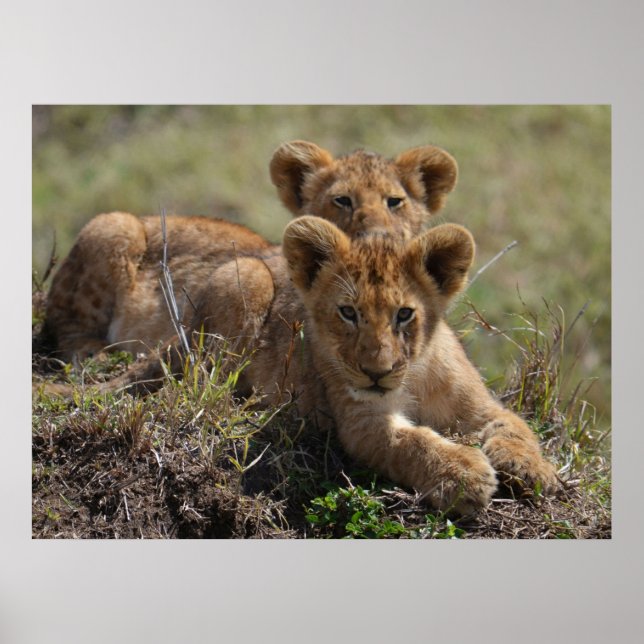 Wild African Lion Cubs  Poster (Vorne)