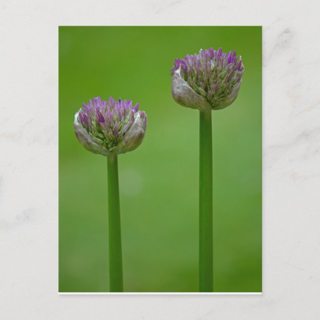 Wild Allium Blume Postcard Postkarte (Vorderseite)