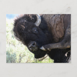 Wild American Bison im Yellowstone Nationalpark Postkarte