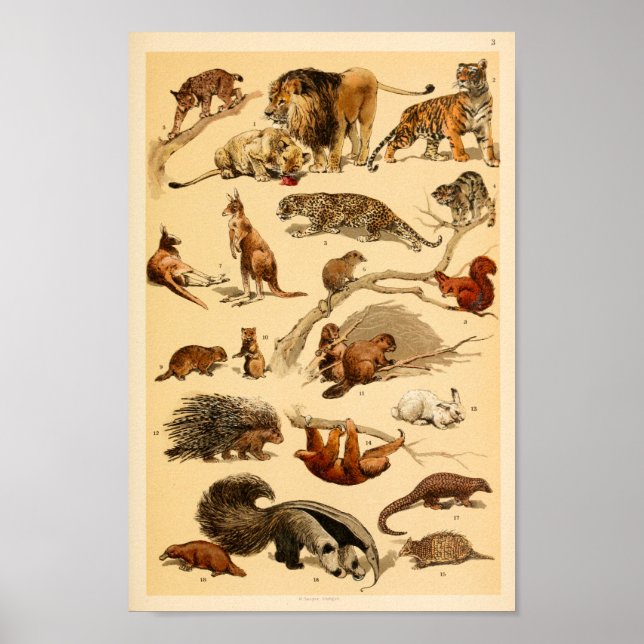 Wild Animal Collection Lion Tiger Kaninchen Print Poster (Vorne)