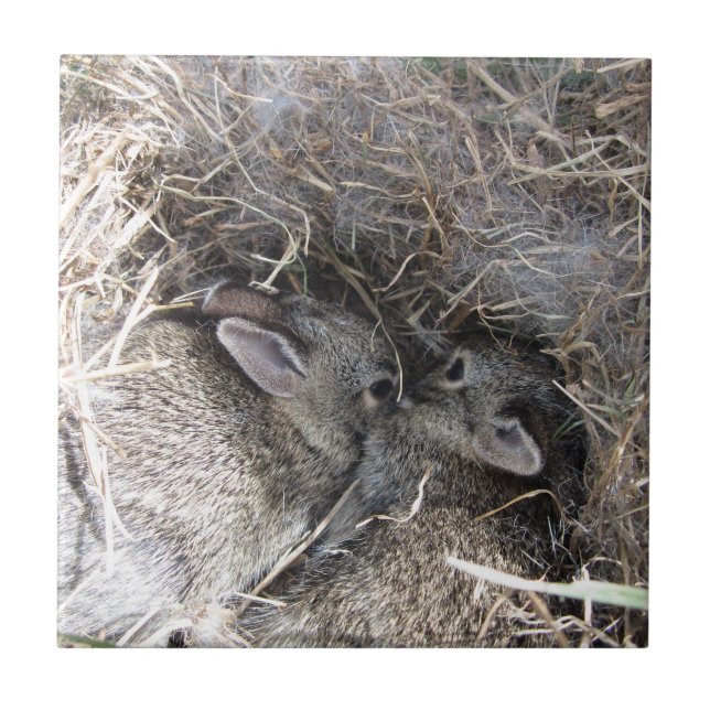 Wild Baby Bunnies Tile Fliese (Vorderseite)