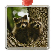Wild Baby Raccoons Foto