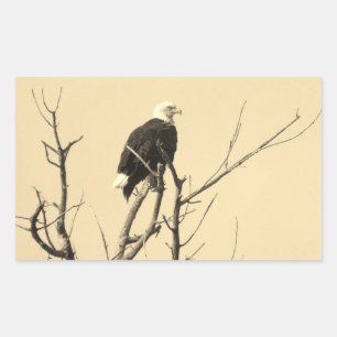 Wild Bald Eagle Stickers