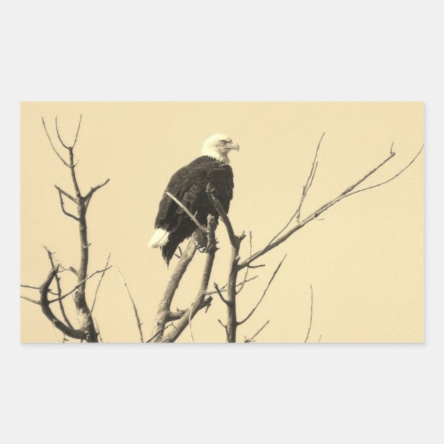 Wild Bald Eagle Stickers (Vorderseite)