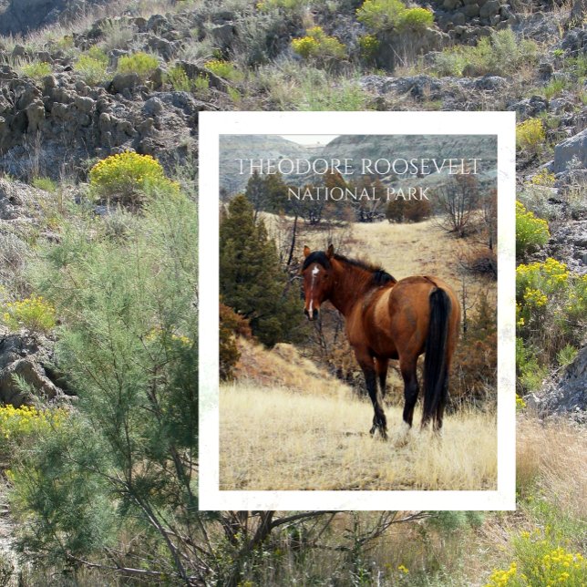 Wild Bay Horse. Theodore Roosevelt Nationalpark Postkarte (Von Creator hochgeladen)