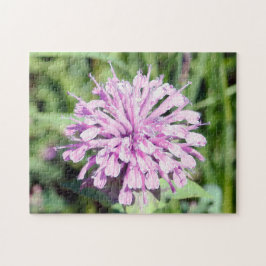 Wild Beramot - (Pink Bee Balm)