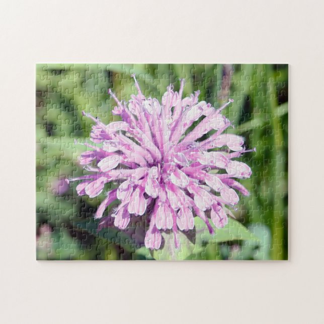 Wild Beramot - (Pink Bee Balm) (Horizontal)