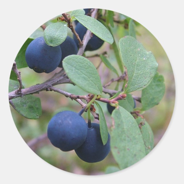 Wild-Berries-Aufkleber Runder Aufkleber (Vorderseite)