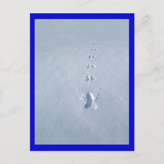 Wild-Bird-Footprints in Snow Postkarte (Vorderseite)