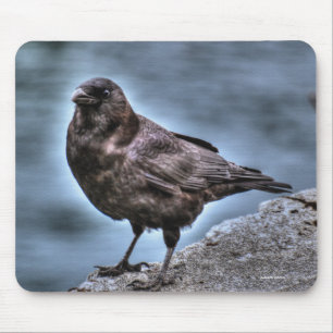 Wild Black Raven Stehend auf Rocks Mousepad